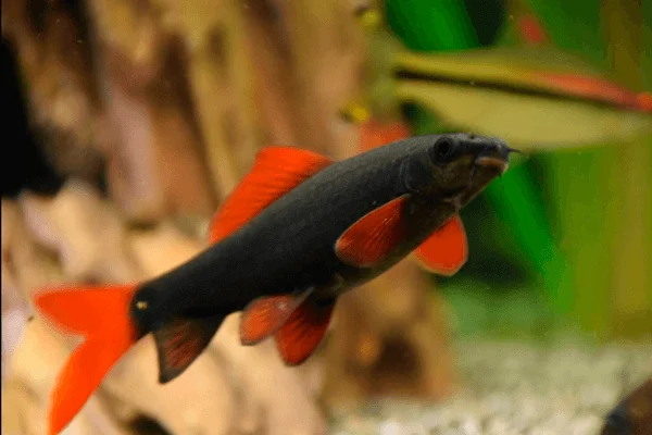 Labeo Frenatus