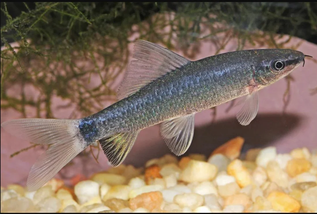 Labeo Frenatus Full Silver