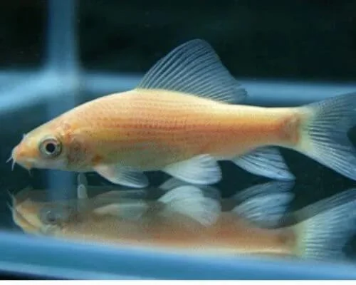 Labeo Frenatus Full Snow White