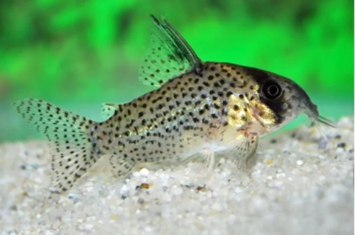 Coridora Kanei