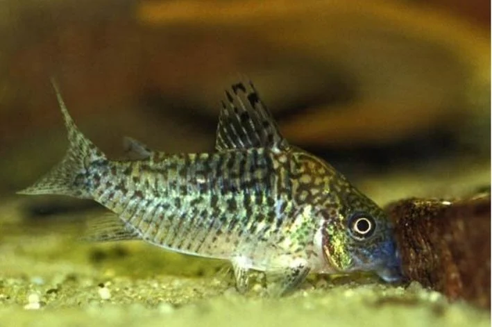 Coridora Sodalis
