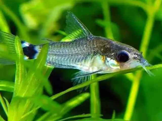 Coridora Anã