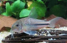 Coridora Azul