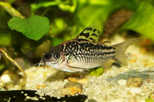Coridora Elegans