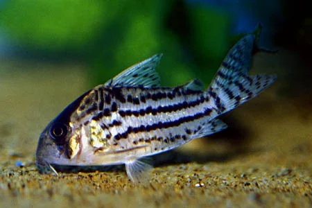 Coridora Schwartzi
