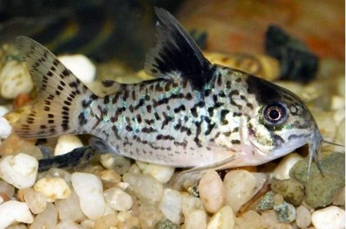 Coridora Agassizi