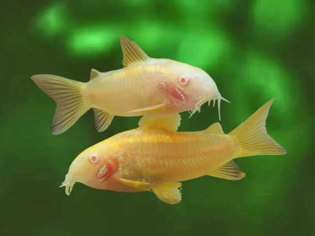 Coridora Albina