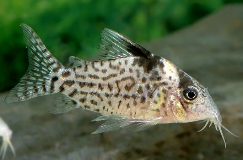 Coridora Ambiacus