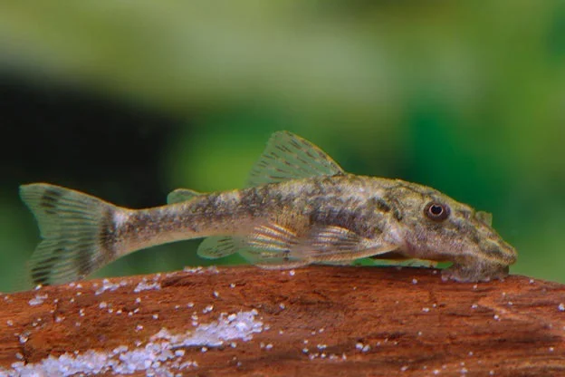 Nano Cascudo Cearensis