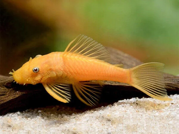 Cascudo Ancistrus Albino