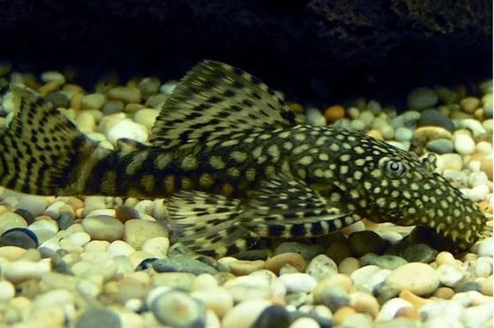 Cascudo Ancistrus Spotted