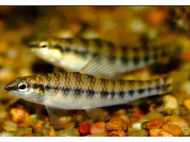 Peixe Mocinha