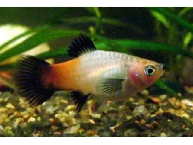 Plati Showa Tricolor