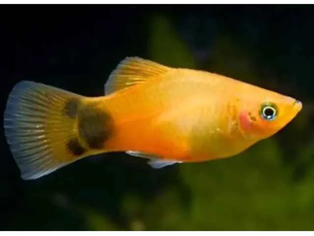 Plati Aurora