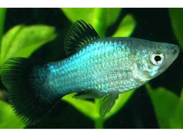 Plati Azul