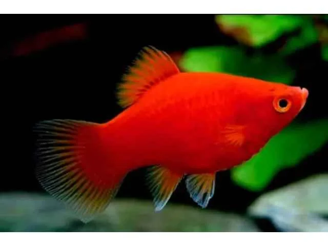 Plati Rubí