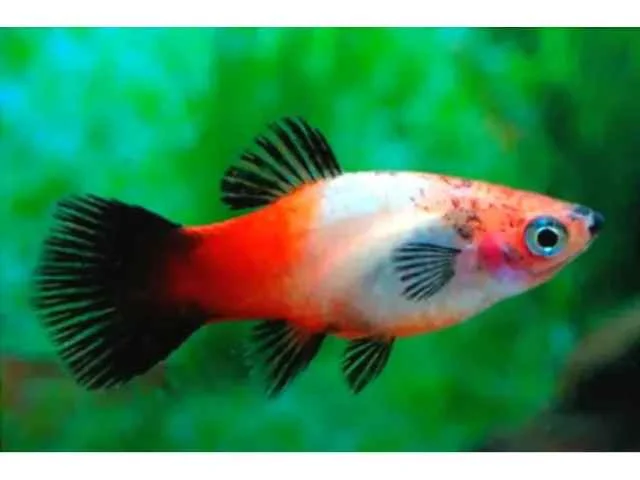 Plati Tricolor
