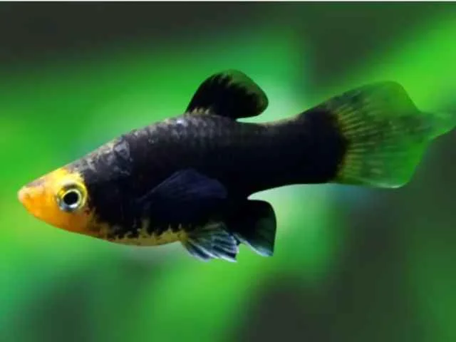 Plati Negro Seta
