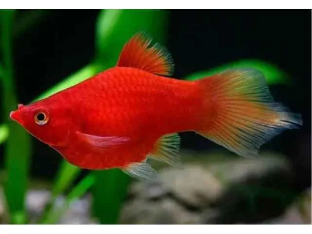 Plati Red Coral Seta
