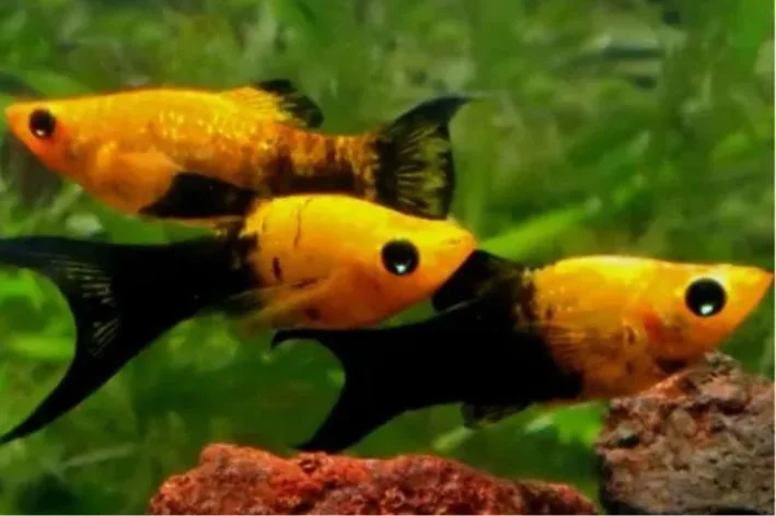 Molinésia Gold Black Lyra