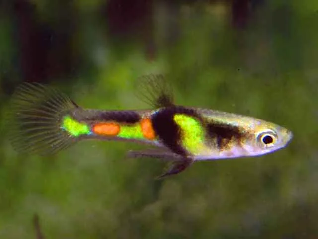 Guppy Endler El Tigre