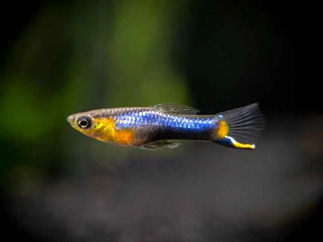 Guppy Endler Blue Star