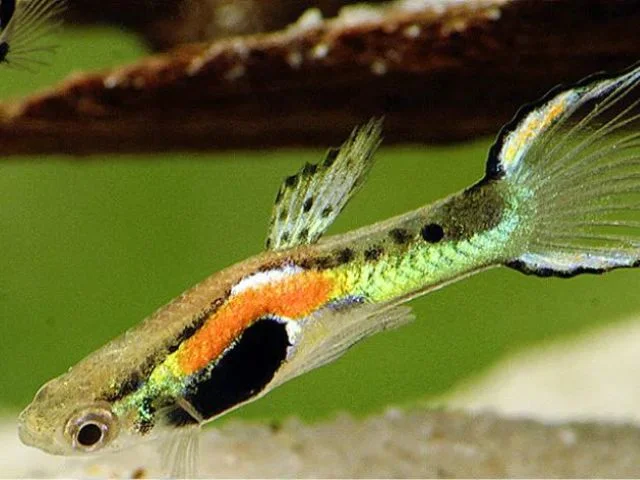 Guppy Endler Rainbow Black Bar