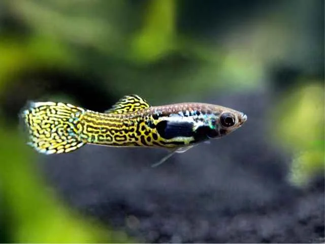 Guppy Endler Cobra