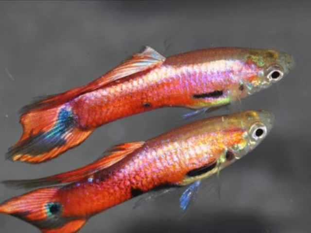 Guppy Endler Magenta