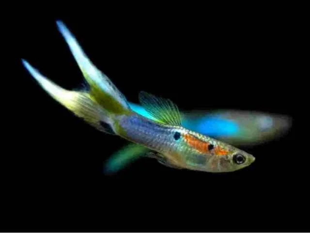 Guppy Endler Japão Blue Double Swoard