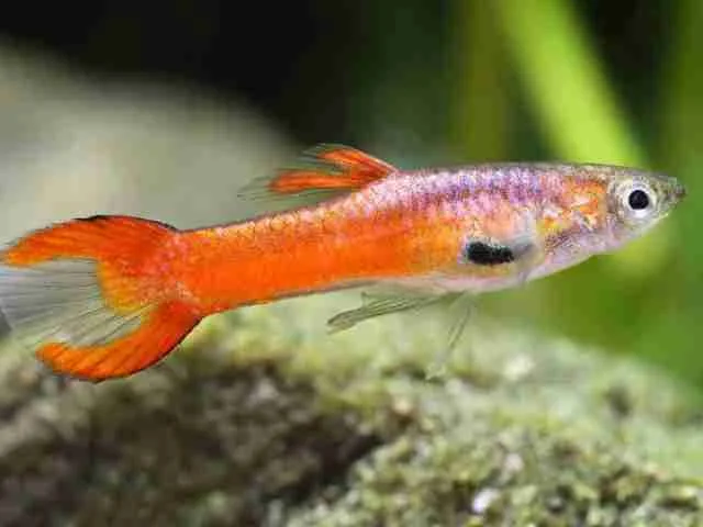 Guppy Endler Scarlet Metal Red