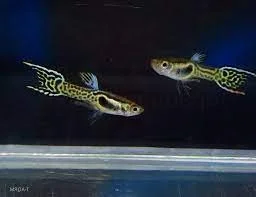Guppy Endler Snake yellow Skin