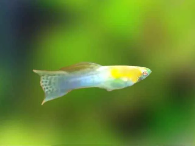 Guppy Endler Japão Blue Albino